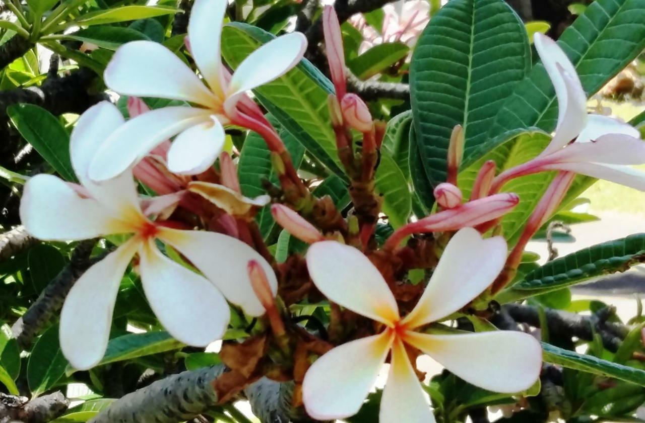 Frangipani Apartment